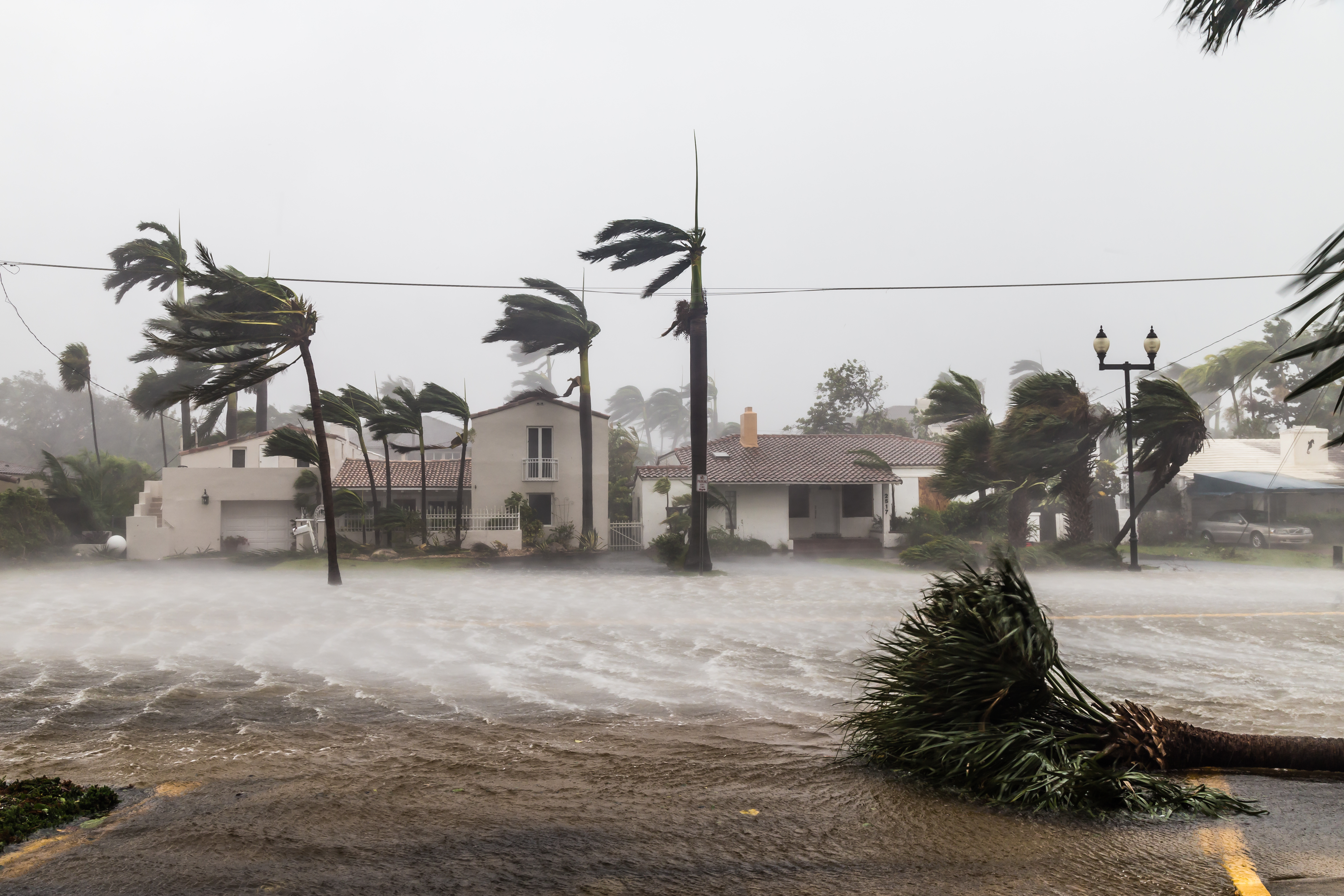 Ветер дует пальмы в стороны. Буря. Наводнение в Майами сейчас. Lone Home and Hurricane.